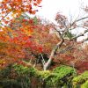 昭和記念公園で紅葉デートを成功させる最強スポットと混雑回避法