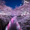 夜桜をiphoneで撮影するコツや設定とイチオシのおすすめアプリ