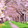 古城公園の桜の開花時期と花見の駐車場情報と時間帯を徹底調査！