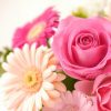 母の日に感謝を伝える花の選び方で種類や花言葉の秘密を徹底解説